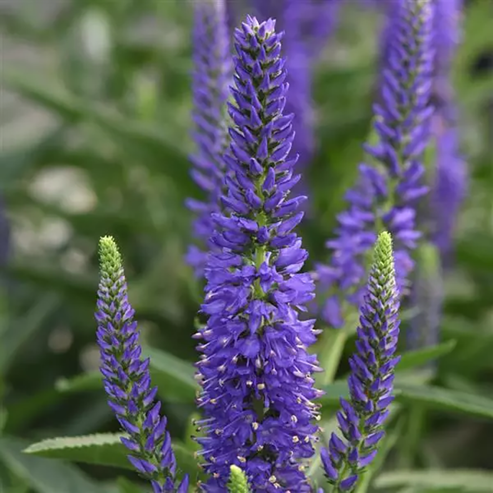 Veronica Moody Blues® Dark Blue | Johnson Nursery