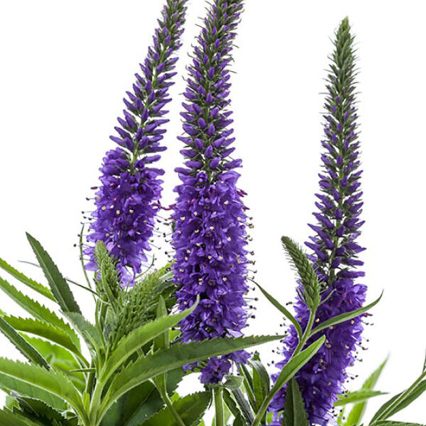 Veronica lon. Vernique® Blue
