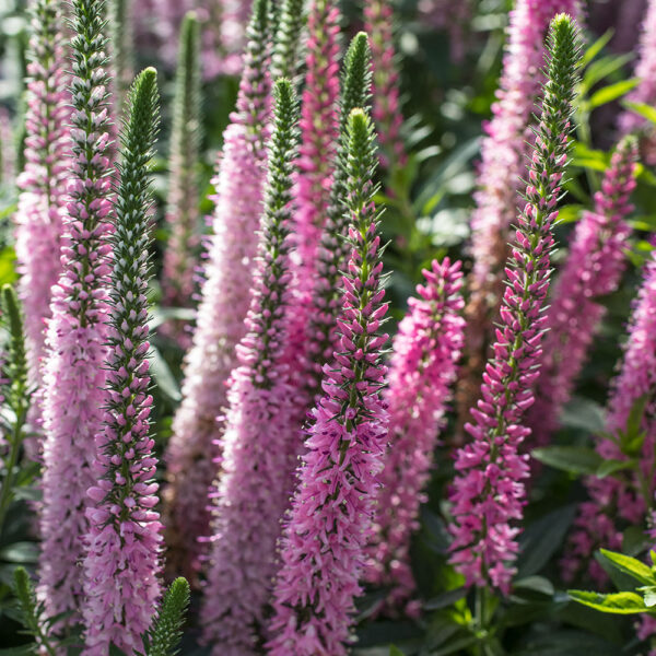 Veronica lon. Vernique® Pink