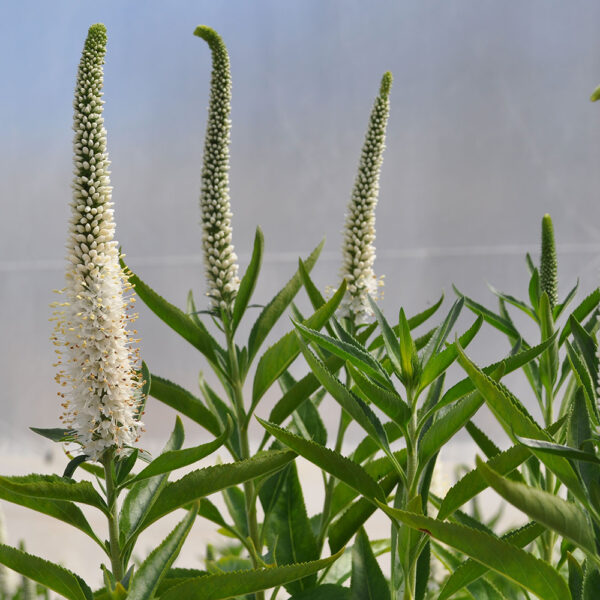 Veronica lon. Vernique® White