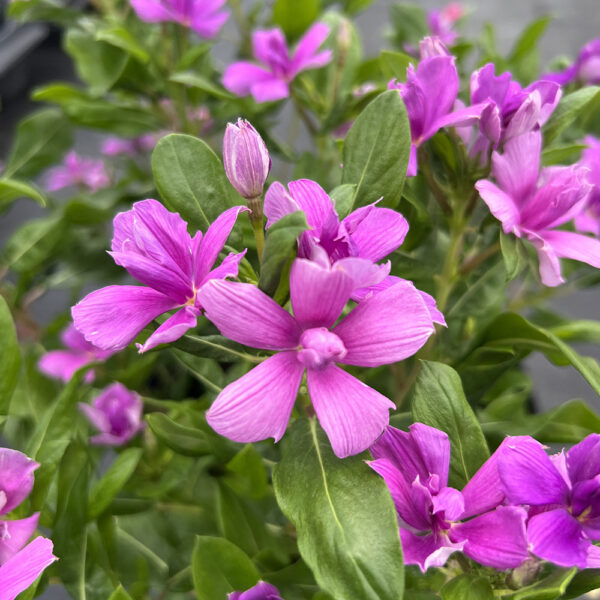 Vinca Soiree® Double Orchid Imp.