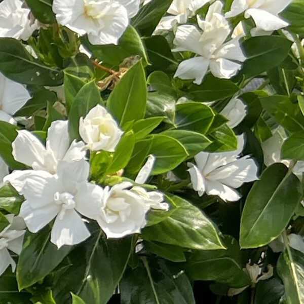Vinca Soiree® Double White