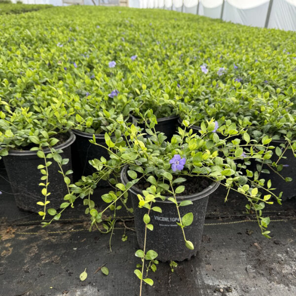 Vinca minor 'Bowles' - Image 2