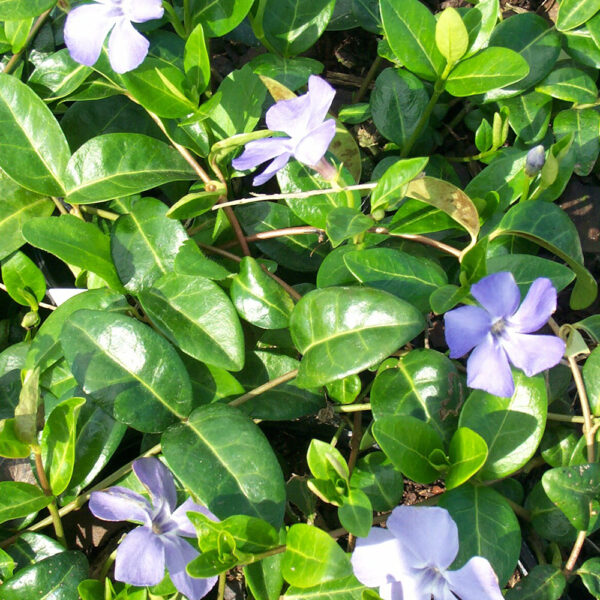 Vinca minor 'Bowles'