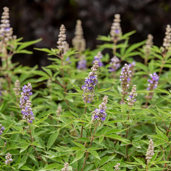 Vitex Violet Mist™
