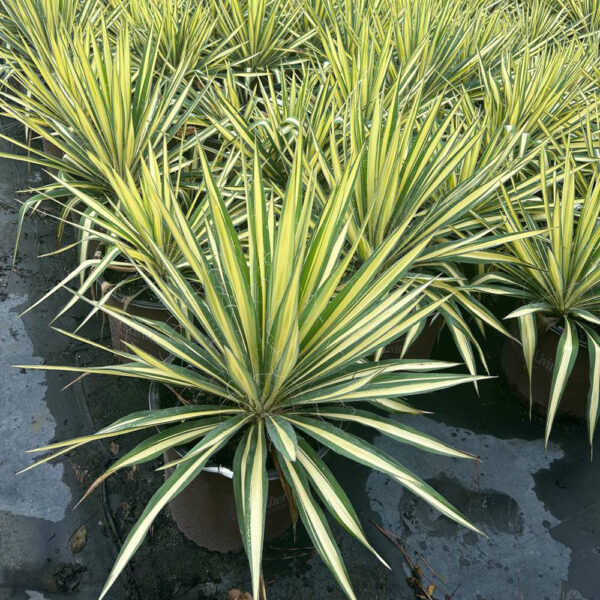 Yucca fil. 'Color Guard' - Image 2