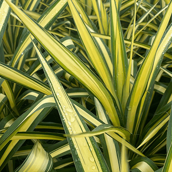 Yucca fil. 'Color Guard'