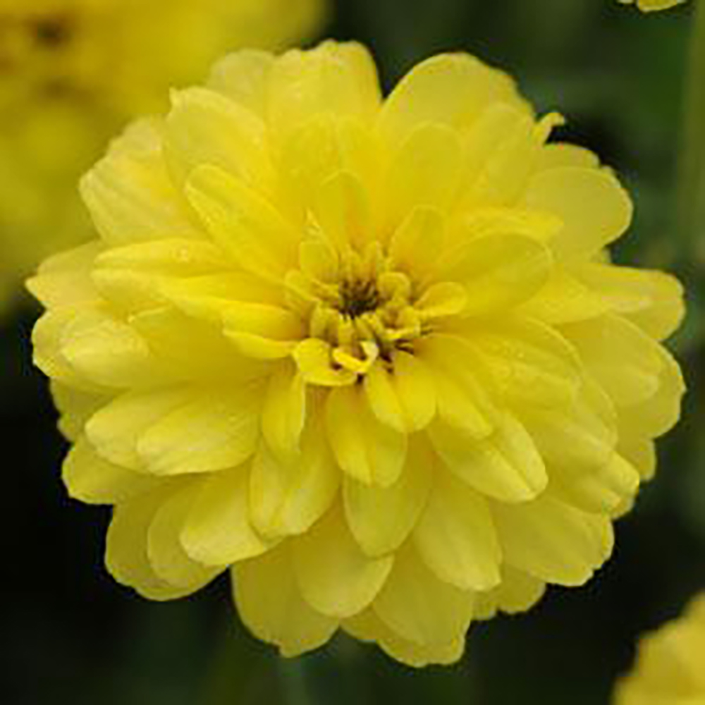 Zinnia Double Zahara™ Yellow | Johnson Nursery