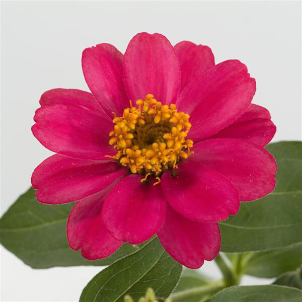 Zinnia 'Profusion Cherry'