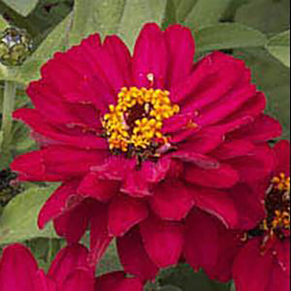 Zinnia 'Profusion Double Hot Cherry'
