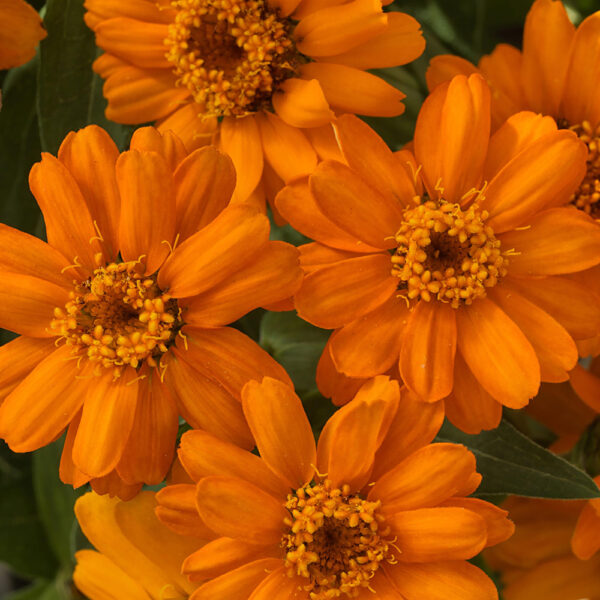 Zinnia 'Profusion Orange'