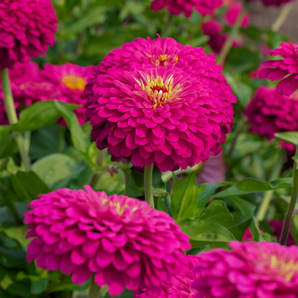 Zinnia Uproar™ Rose