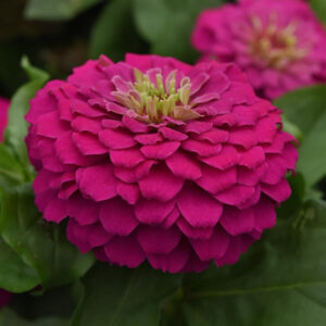 Zinnia Zesty™ Fuchsia