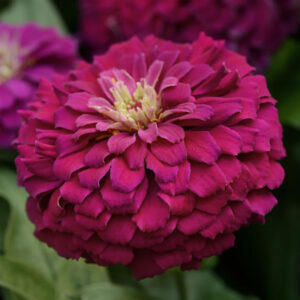 Zinnia Zesty™ Purple