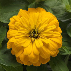 Zinnia Zesty™ Yellow