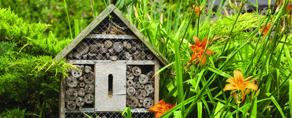 Instead of disposing of carpenter bees, provide an alternative place in the yard for them to live. Try creating pollinator motels to help them rest on long journeys