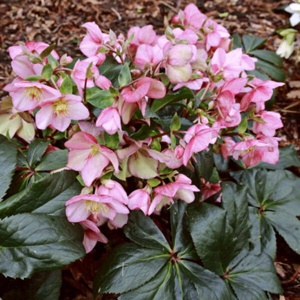 Helleborus Ice N' Roses® 'Early Rose'