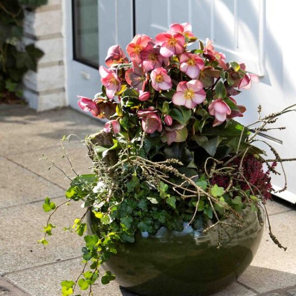 Helleborus Ice N' Roses® 'Early Rose'