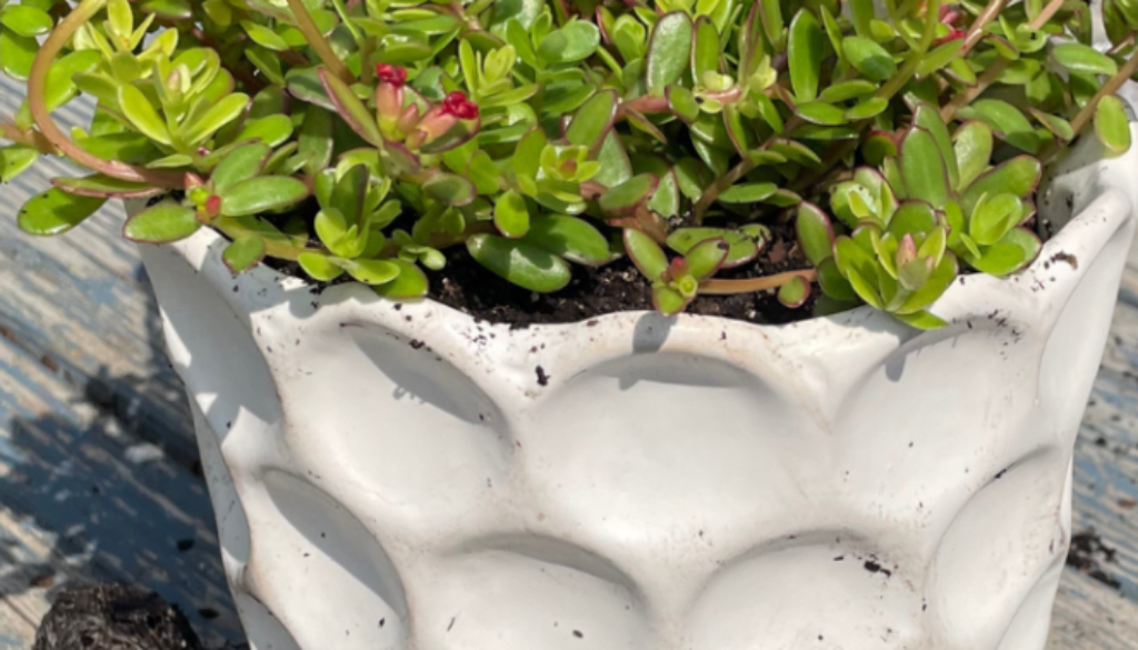 how-to-pot-a-plant