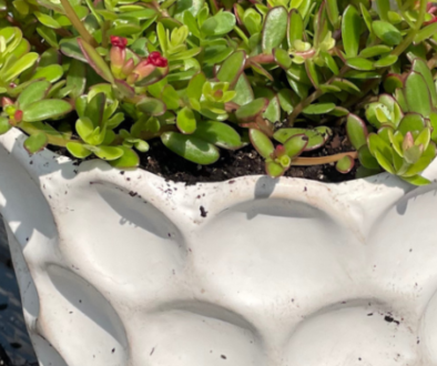 how-to-pot-a-plant