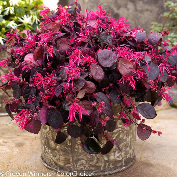 Loropetalum Jazz Hands Bold® - Image 2