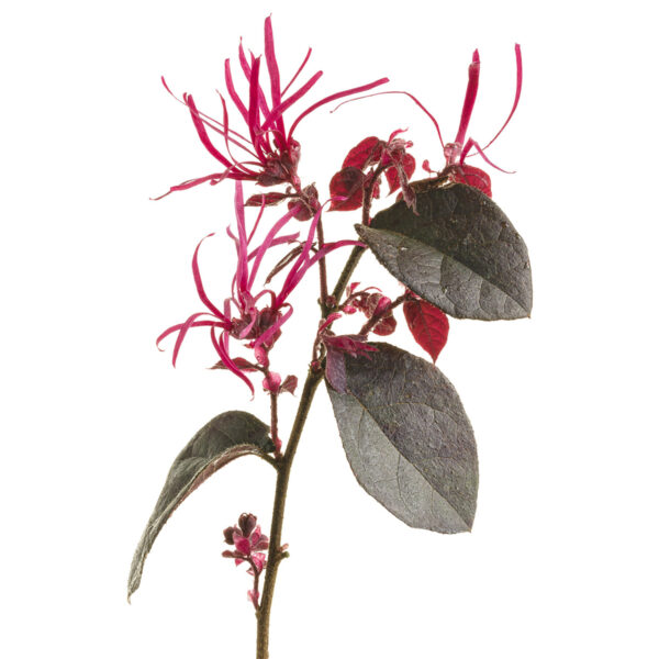 Loropetalum Jazz Hands Bold® - Image 3