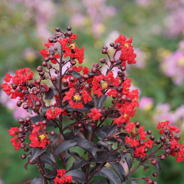 Lagerstroemia Center Stage® Red
