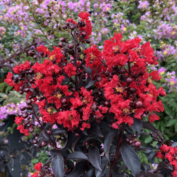 Lagerstroemia Center Stage® Red