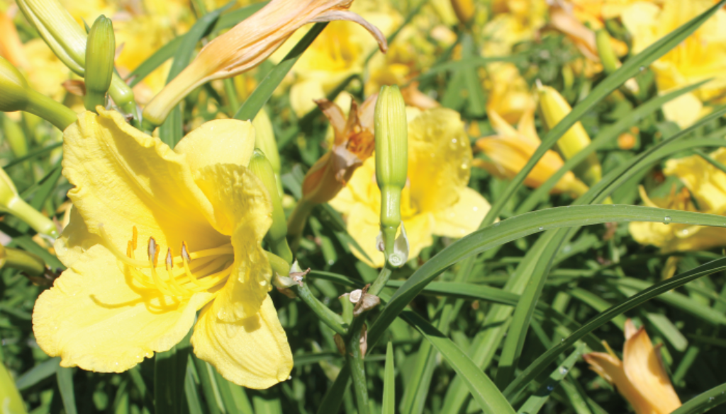 moms-color-plants_stella-de-oro