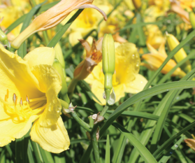 moms-color-plants_stella-de-oro