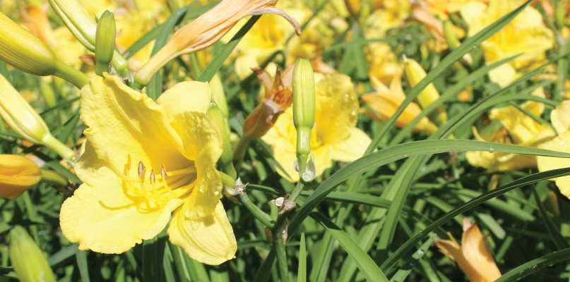moms-color-plants_stella-de-oro moms-color-plants_stella-de-oro