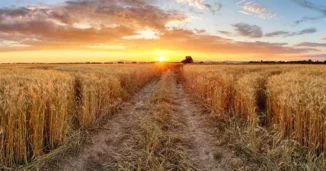 Wheat Field
