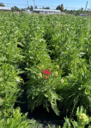 Achillea New Vintage Red 1gal