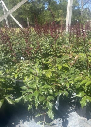 Astilbe Fanal 1gal