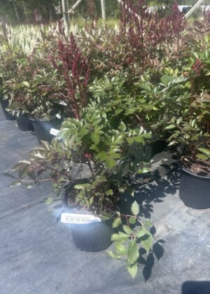 Astilbe Lowlands Ruby Red 1gal
