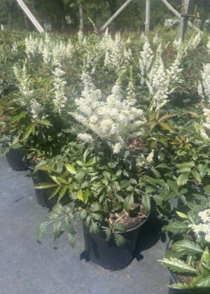 Astilbe Younique White 1gal