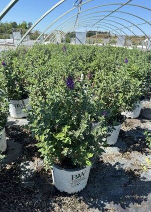 Buddleia Miss Violet 3gal
