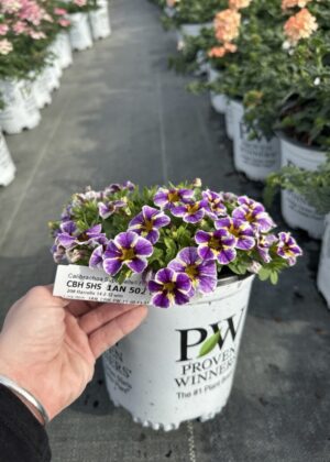 Calibrachoa Superbells Holy Smokes