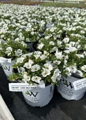 Calibrachoa Superbells White