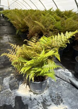 Dryopteris Brilliance 3gal