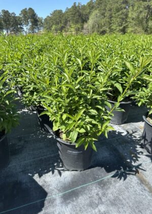 Forsythia Lynwood Gold 3gal