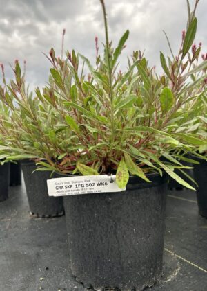 Gaura Siskyou Pink 1gal