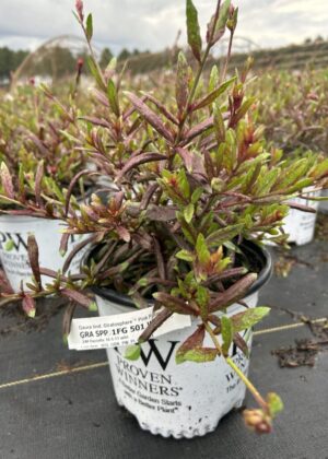 Gaura Statosphere Pink Picotee 1gal