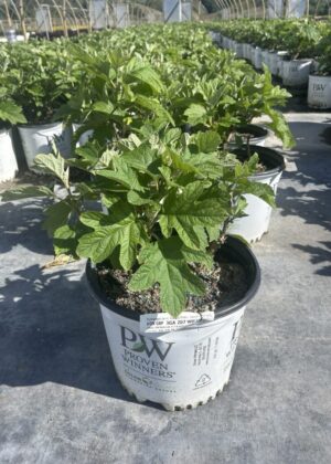 Hydrangea Gatsby Pink 3gal