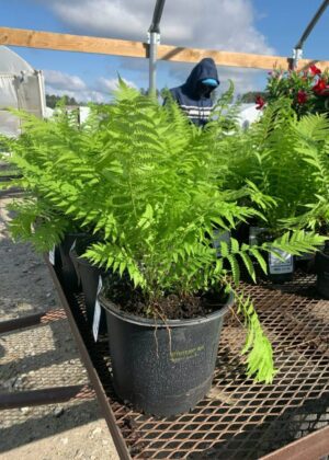 Matteucia Ostrich fern 3gal