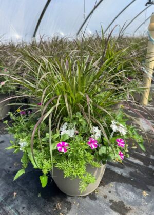Mixed Planter 01 Rockin Rush