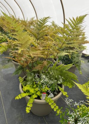 Mixed Planter 08 Fern
