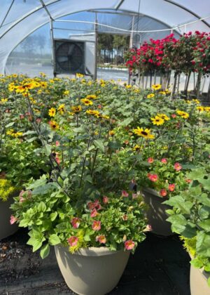 Mixed Planter 12 Suncredible Sunflower