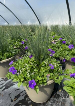 Mixed Planter 14 Blue Frost
