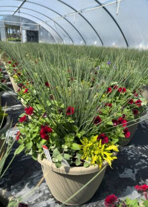 Mixed Planter 15 Cherry Salsa